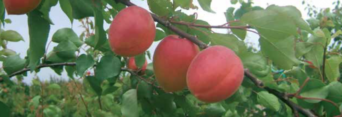 Very early apricots - Cot International