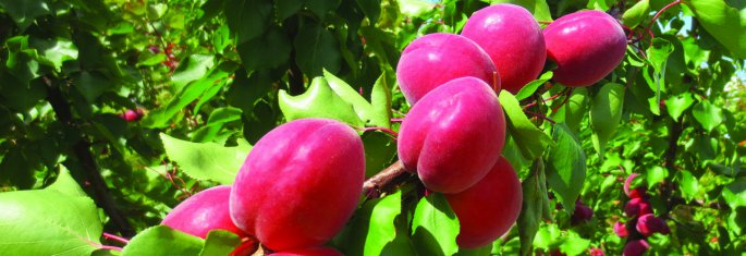 Red Apricots - Cot International